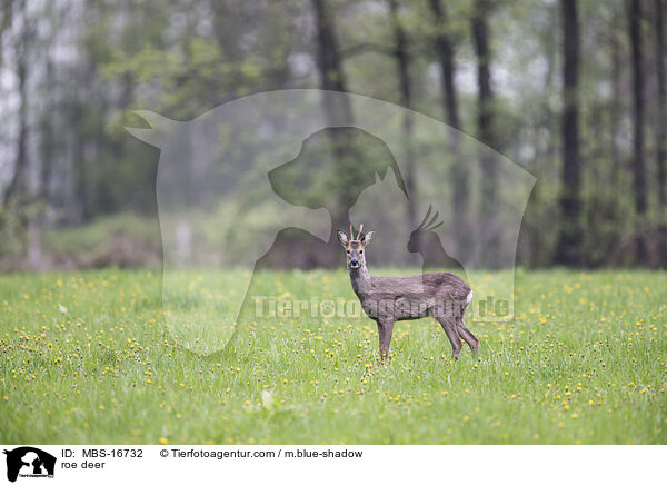 Reh / roe deer / MBS-16732
