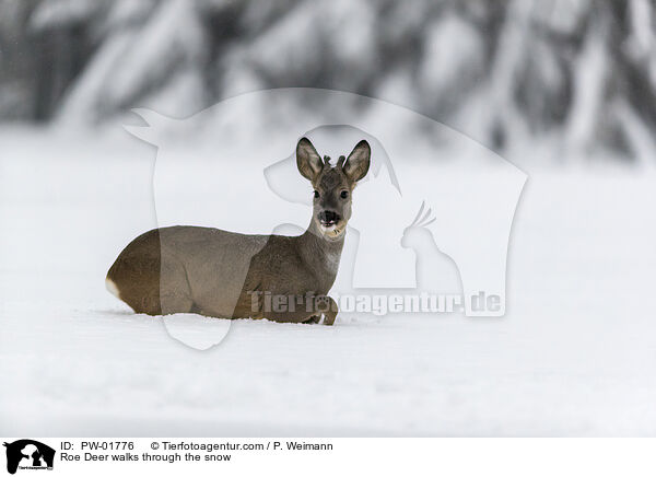 Reh luft durch den Schnee / Roe Deer walks through the snow / PW-01776