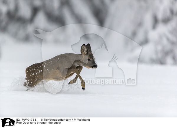 Reh rennt durch den Schnee / Roe Deer runs through the snow / PW-01783