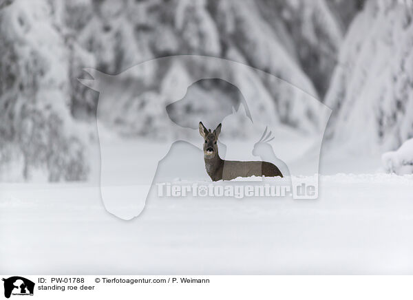 stehendes Reh / standing roe deer / PW-01788