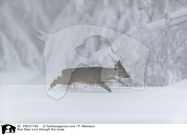 Reh rennt durch den Schnee / Roe Deer runs through the snow / PW-01790