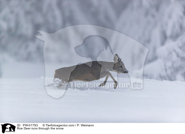 Reh rennt durch den Schnee / Roe Deer runs through the snow / PW-01793