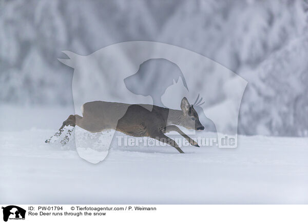 Reh rennt durch den Schnee / Roe Deer runs through the snow / PW-01794