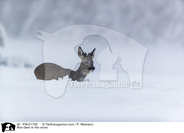 Reh im Schnee / Roe Deer in the snow / PW-01795