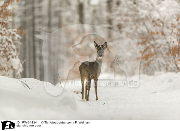 stehendes Reh / standing roe deer / PW-01834