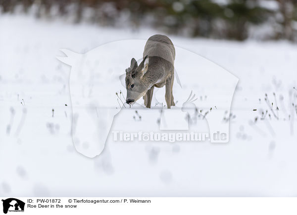 Reh im Schnee / Roe Deer in the snow / PW-01872