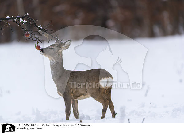 stehendes Reh / standing roe deer / PW-01875