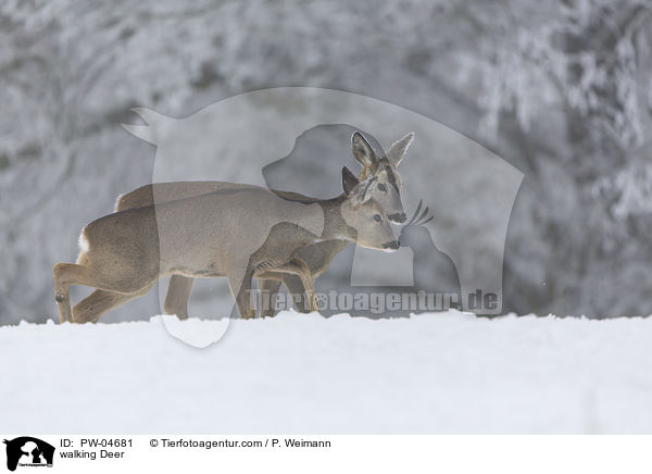 laufendes Reh / walking Deer / PW-04681