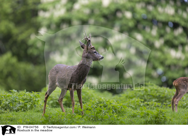 Rehbock auf der Wiese / Roebuck in the meadow / PW-04756