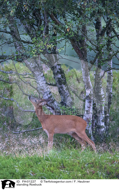 stehender Rehbock / standing Roebuck / FH-01227