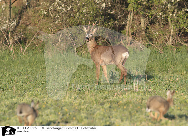 Reh / roe deer / FF-10669