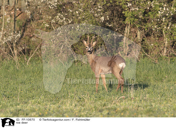 Reh / roe deer / FF-10670