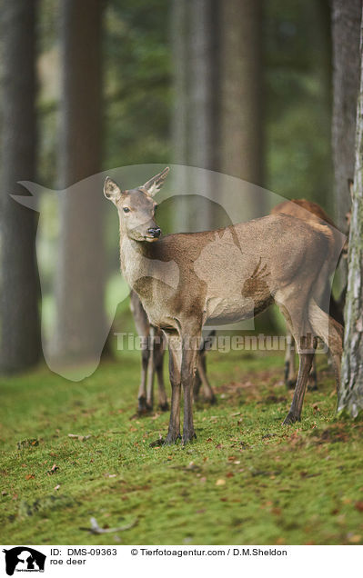 Reh / roe deer / DMS-09363
