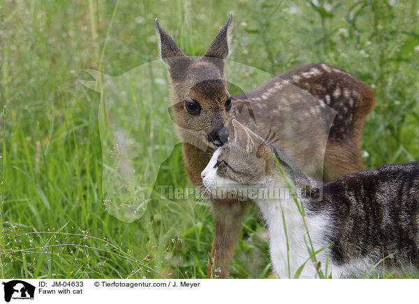 Fawn with cat / JM-04633