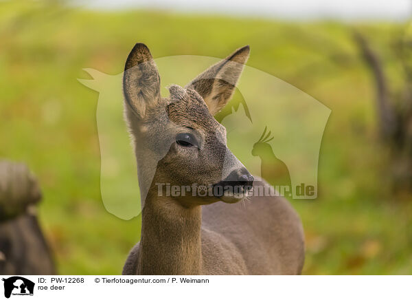 Reh / roe deer / PW-12268