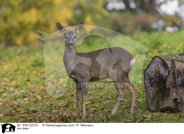 Reh / roe deer / PW-12275