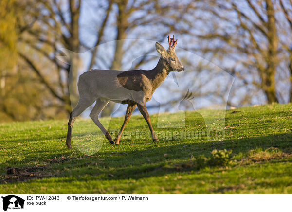 Rehbock / roe buck / PW-12843