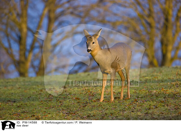 Reh / roe deer / PW-14588