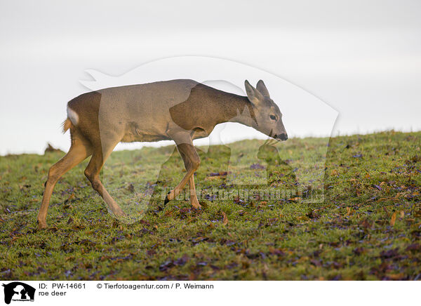 roe deer / PW-14661