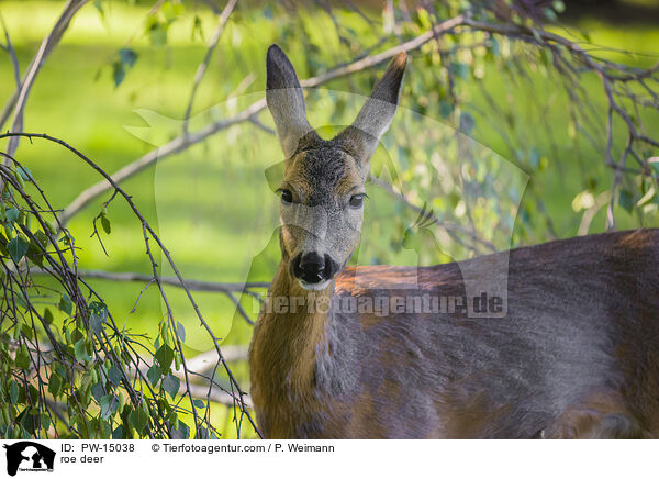 roe deer / PW-15038