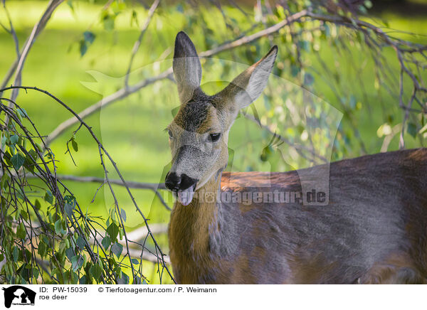 roe deer / PW-15039