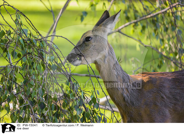 roe deer / PW-15041