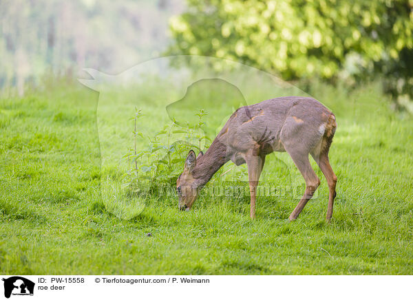 Reh / roe deer / PW-15558