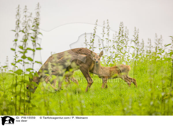 roe deer / PW-15559