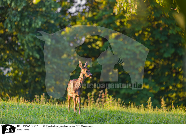roe deer / PW-15607