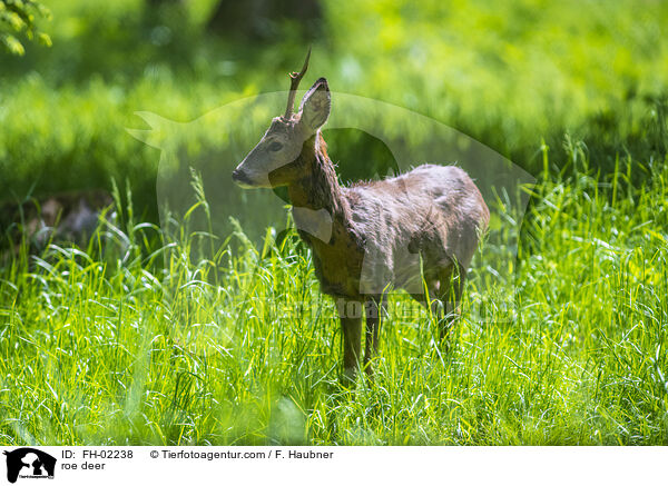 roe deer / FH-02238