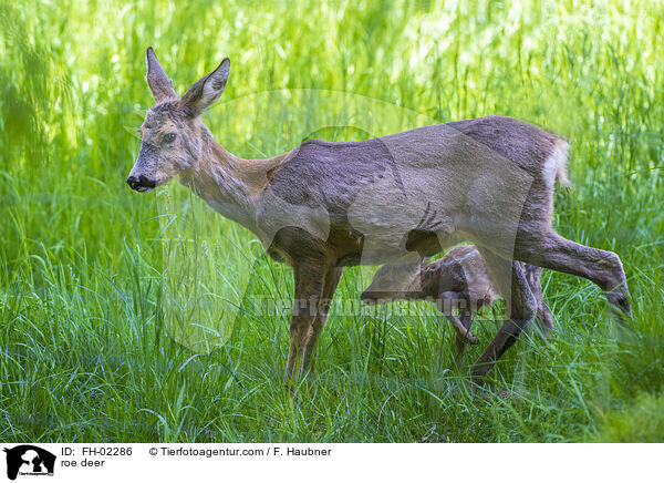 roe deer / FH-02286