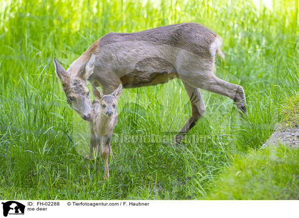 roe deer / FH-02288