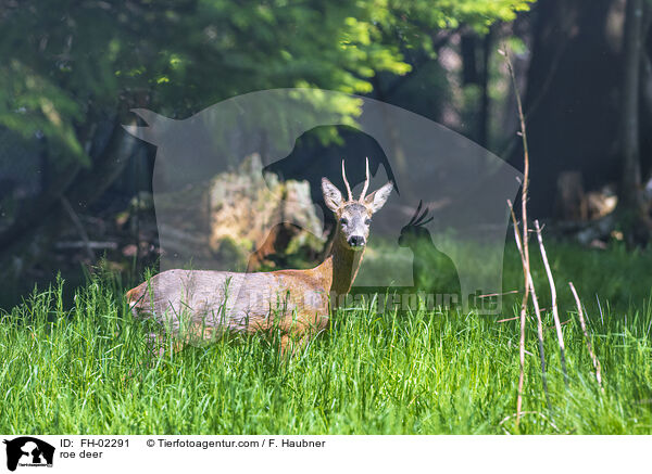 roe deer / FH-02291