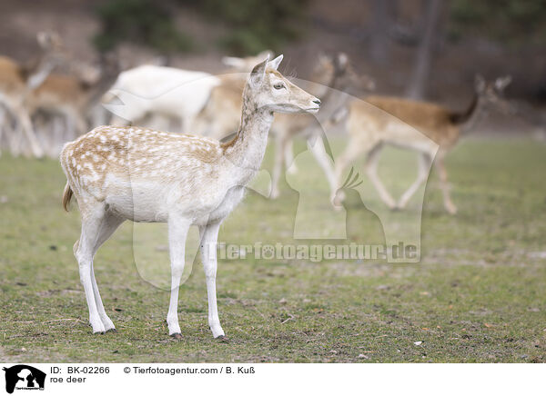 roe deer / BK-02266