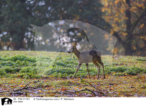 roe deer / PW-17191