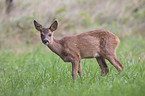 roe deer