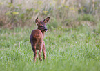 roe deer