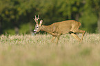 roe deer