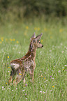 fawn