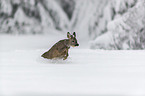Roe Deer runs through the snow