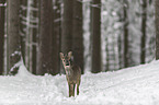 standing roe deer