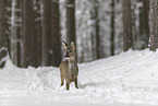 standing roe deer