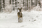 Roe Deer in the snow