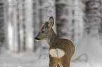 Roe Deer in the snow