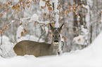 Roe Deer stands in the snow