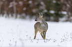 standing roe deer