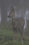 standing Deer