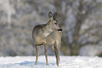 standing Deer