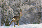 Roebuck in the snow