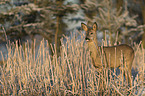 standing Deer